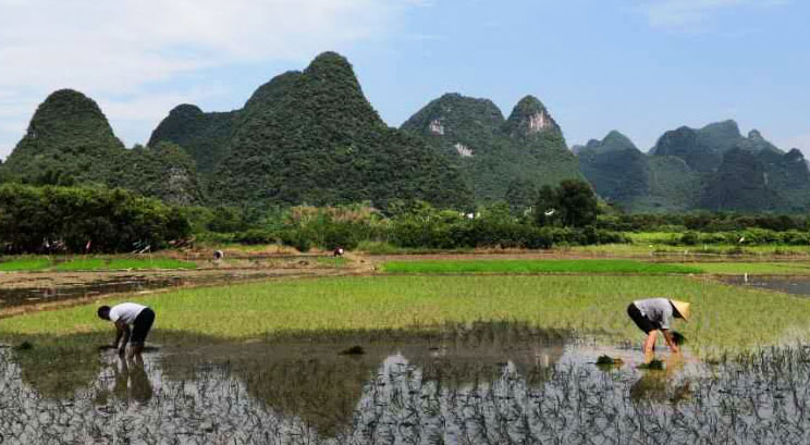 paysage Yangshuo