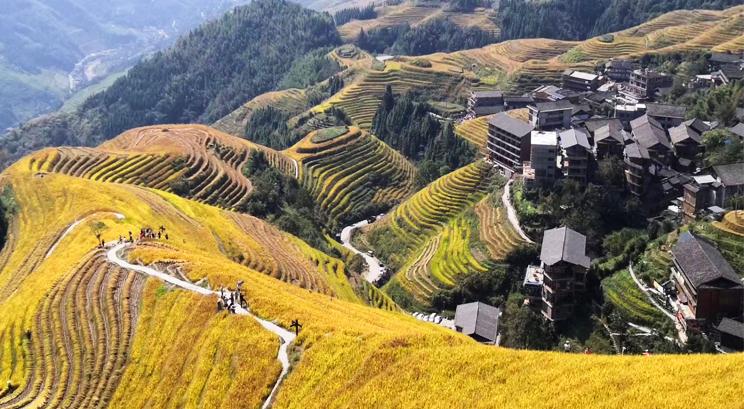 terrazas arrozales en Longji
