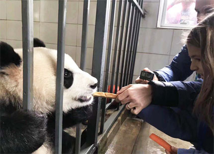 Volontariat au centre de recherche de Panda à Dujiangyan(un jour de volontaire au centre