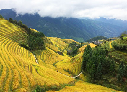 terrazas de arrozales 