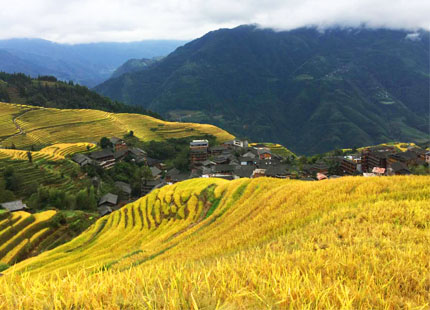 terrazas de arrozales 