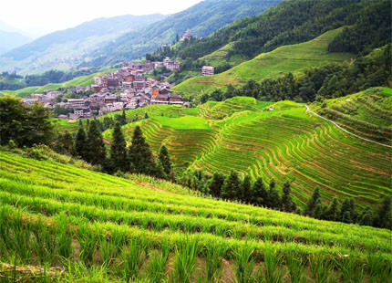 terrazas de arrozales en Longji