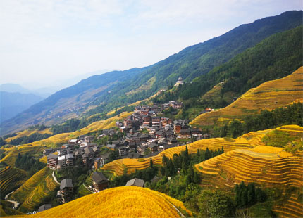 rizières en terrasse de Longji en automne