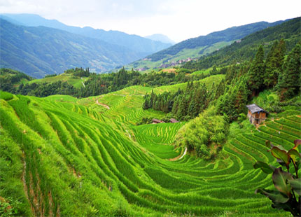 rizières en terrasse de Longji en été