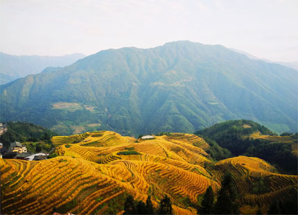 rizières en terrasse de Longji en automne