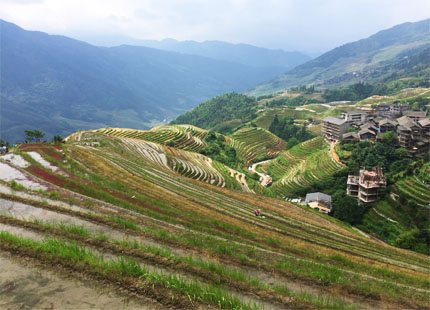 Voyageurs sur des rizières en terrasse de Longji au printemps