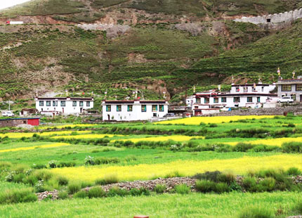 colza au Tibet