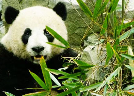 réserve naturelle du panda à Chengdu