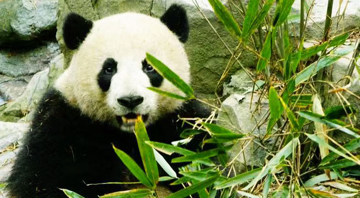 la réserve du panda à Chengdu