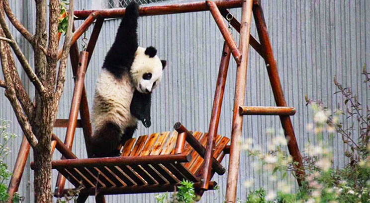 Centre de recherche et d'élevage de Panda à Chengdu