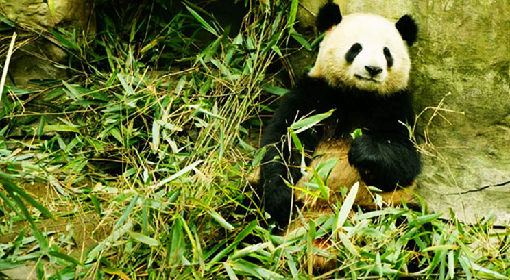 la réserve du panda à Chengdu