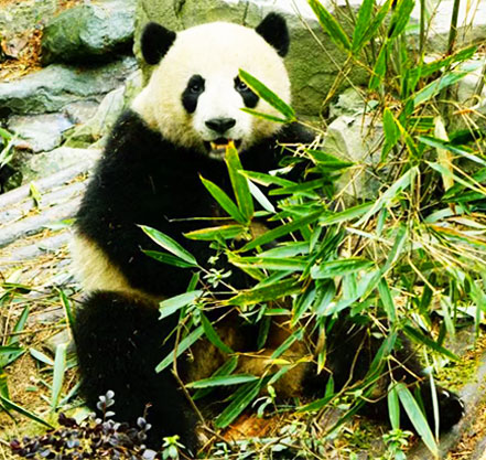 la réserve naturelle du panda