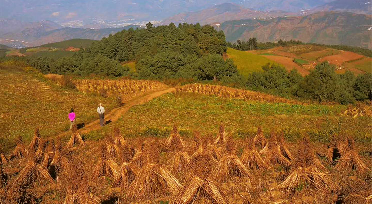 Terre rouge de Dongchuan