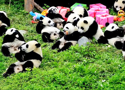 Centre de recherche et d'élevage de Panda à Chengdu