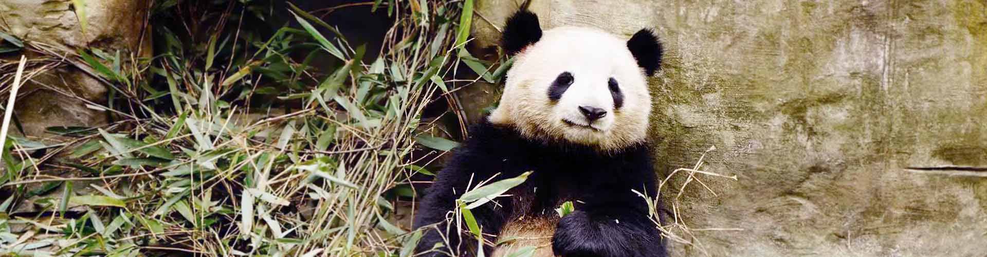 panda dans la réserve du panda 