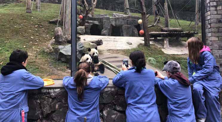 Volontariat au centre de recherche de Panda à Dujiangyan