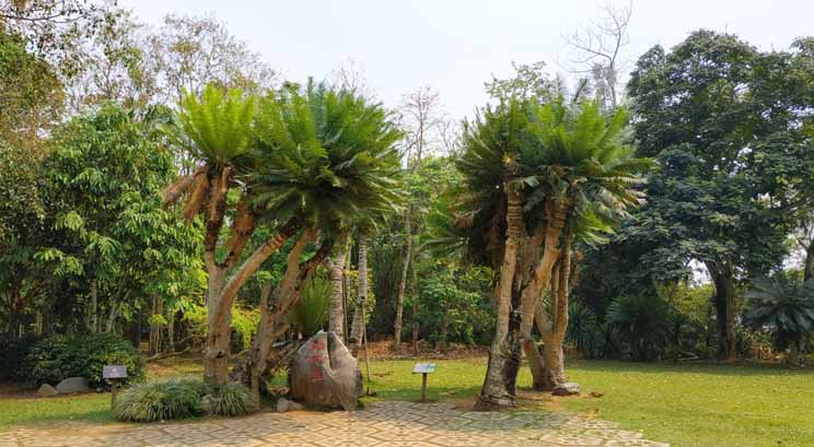 Jardin botanique tropical  à Menglun Xishuangbanna
