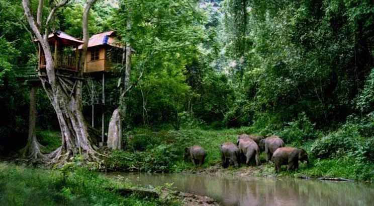 Vallée d'éléphant sauvage à Xishuangbanna