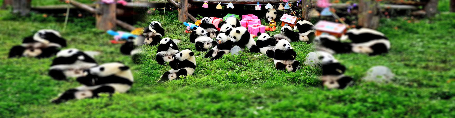 Centro de pandas gigantes 