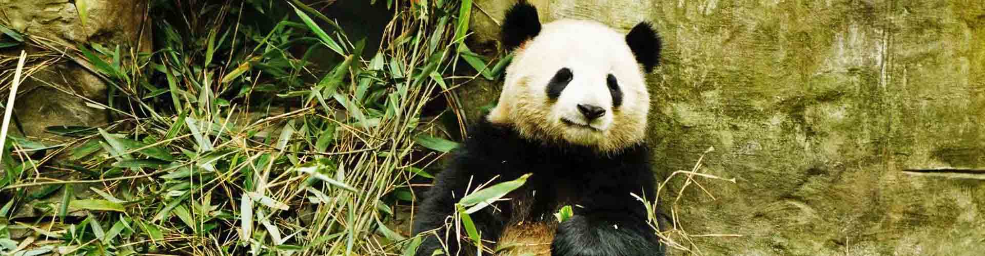 Panda dans la réserve de panda de Chengdu